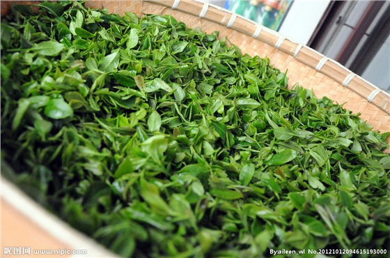 茶葉減農殘，施肥要微補控氮