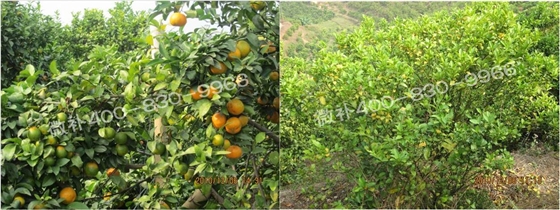 微補(bǔ)由國際植物營(yíng)養(yǎng)專家領(lǐng)銜的微肥企業(yè),40年微肥經(jīng)驗(yàn),針對(duì)80多種農(nóng)作物,有100多個(gè)微肥產(chǎn)品,涵蓋葉面肥,沖施肥,水溶肥等.咨詢熱線:400-830-9966微補(bǔ)系列微肥,質(zhì)量好,肥效高,見效快,后勁大,無公害.