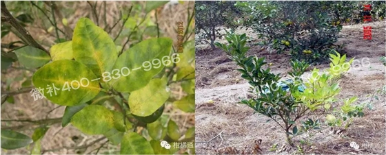 微補(bǔ)由國際植物營(yíng)養(yǎng)專家領(lǐng)銜的微肥企業(yè),40年微肥經(jīng)驗(yàn),針對(duì)80多種農(nóng)作物,有100多個(gè)微肥產(chǎn)品,涵蓋葉面肥,沖施肥,水溶肥等.咨詢熱線:400-830-9966微補(bǔ)系列微肥,質(zhì)量好,肥效高,見效快,后勁大,無公害.