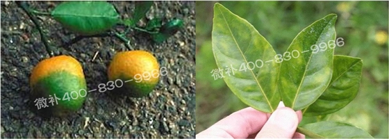 微補(bǔ)由國際植物營(yíng)養(yǎng)專家領(lǐng)銜的微肥企業(yè),40年微肥經(jīng)驗(yàn),針對(duì)80多種農(nóng)作物,有100多個(gè)微肥產(chǎn)品,涵蓋葉面肥,沖施肥,水溶肥等.咨詢熱線:400-830-9966微補(bǔ)系列微肥,質(zhì)量好,肥效高,見效快,后勁大,無公害.