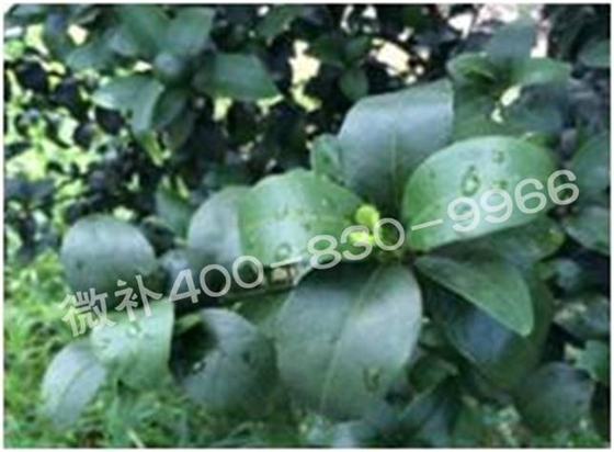 柑橘春梢弱，難抽發，到底是什么原因？