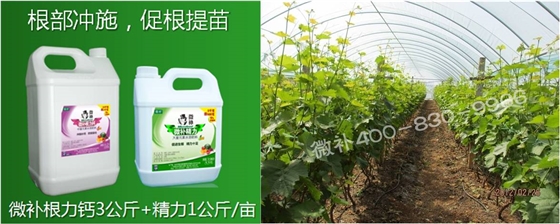 葡萄萌芽期如何預(yù)防倒春寒？