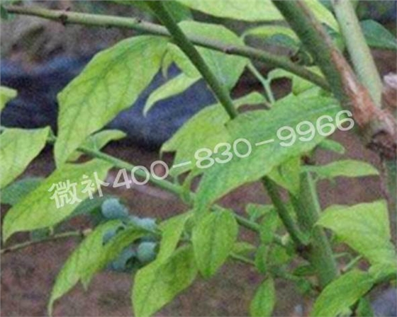 藍莓黃葉是缺素還是病害？