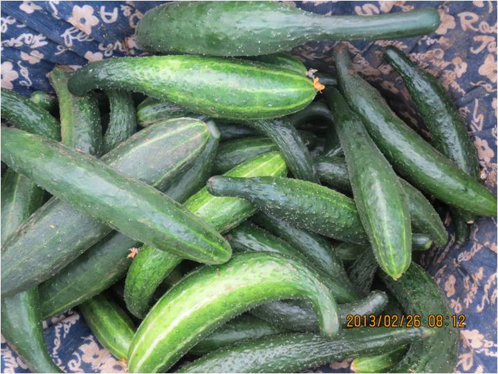 #微肥課堂#黃瓜味苦，天氣or肥料，到底誰之過？