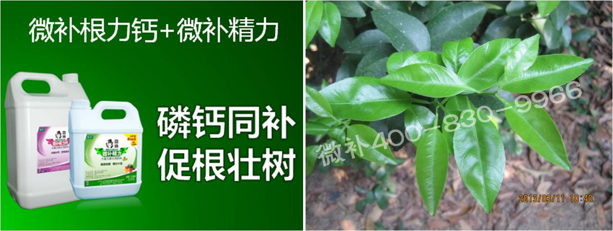 柑橘春梢弱，難抽發，到底是什么原因？