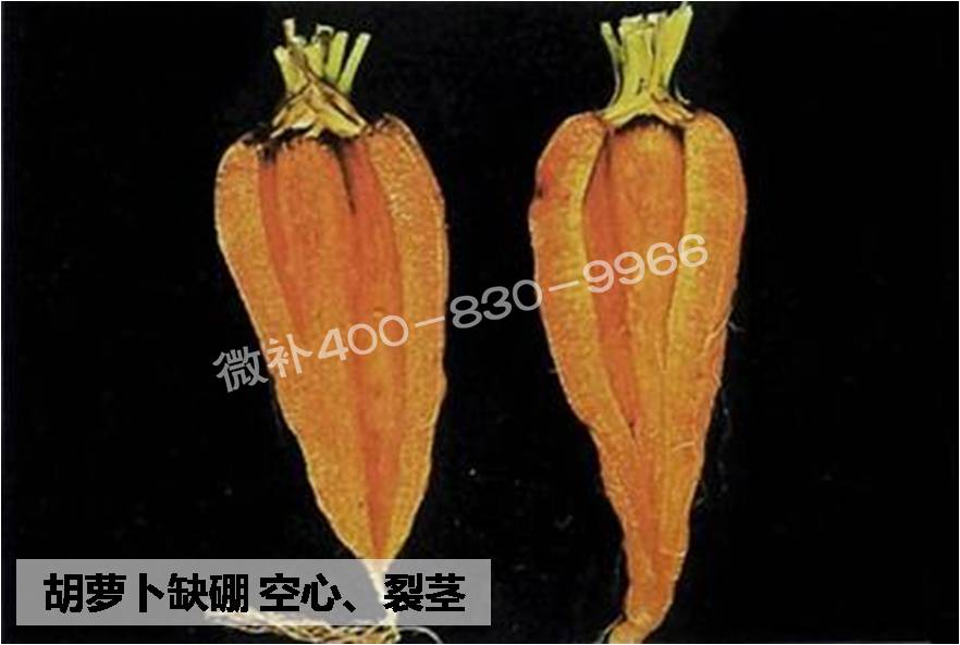 大田作物缺硼，就用高生物活性海藻液體硼，補硼更有效！