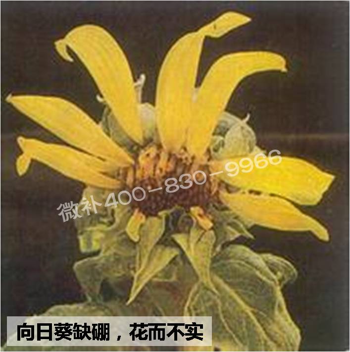 大田作物缺硼，就用高生物活性海藻液體硼，補硼更有效！