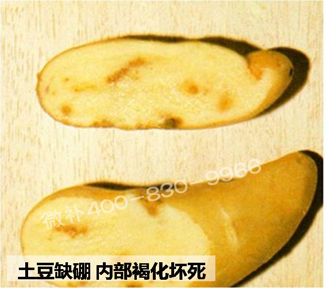 大田作物缺硼，就用高生物活性海藻液體硼，補硼更有效！