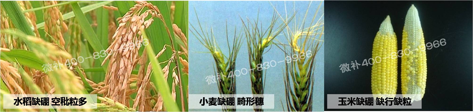 大田作物缺硼，就用高生物活性海藻液體硼，補硼更有效！