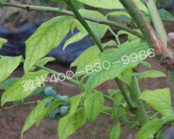 藍莓黃葉是缺素還是病害？