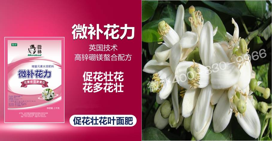 蜜柚促花壯花除了補磷還需要補硼鋅？
