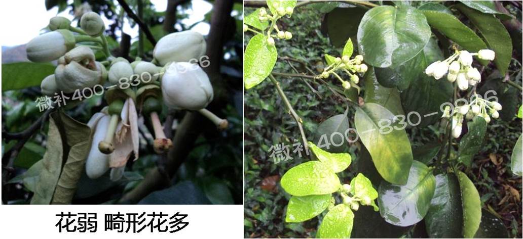 蜜柚促花壯花除了補磷還需要補硼鋅？