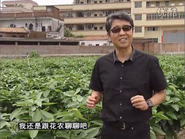 20160606珠江臺搖錢樹：觀葉植物用微補方案，壯根提長、保葉抗病好！