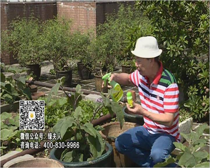 20160613珠江臺搖錢樹：天臺種茄瓜用綠夫人，長勢靚，開花結果好