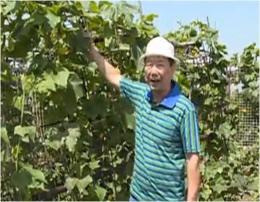 20160620珠江臺搖錢樹：天臺蔬菜用綠夫人營養液，開花坐果好