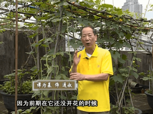 20160627珠江臺搖錢樹：天臺豆角用綠夫人528營養液，開花好結豆期長