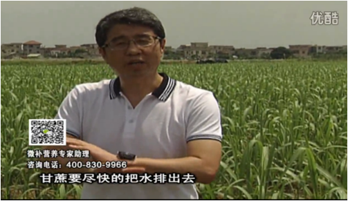 20160620珠江臺搖錢樹：甘蔗雨多漚根？淋微補根力鈣+精力、噴果力+壯力，促根壯長、甘蔗起灰好