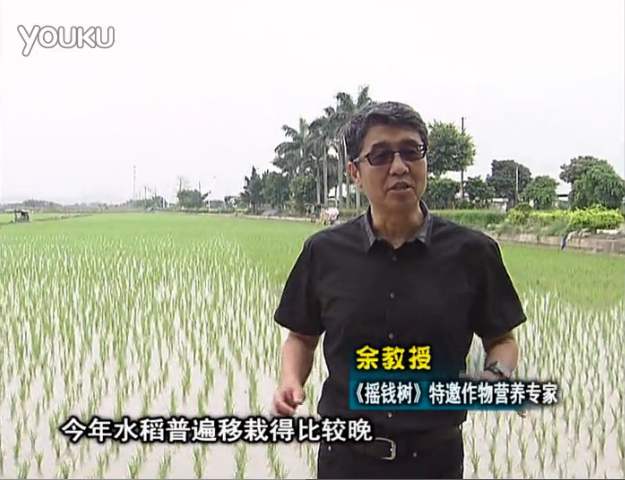 20160530珠江臺搖錢樹：水稻撒微補倍力、噴苗力，返青分蘗好，產量高