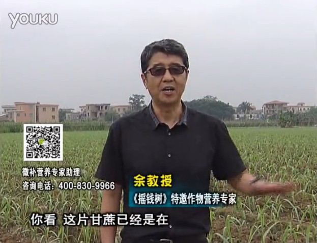 20160530珠江臺搖錢樹：甘蔗促根壯苗長勢好，淋沖微補根力鈣+精力、撒倍力