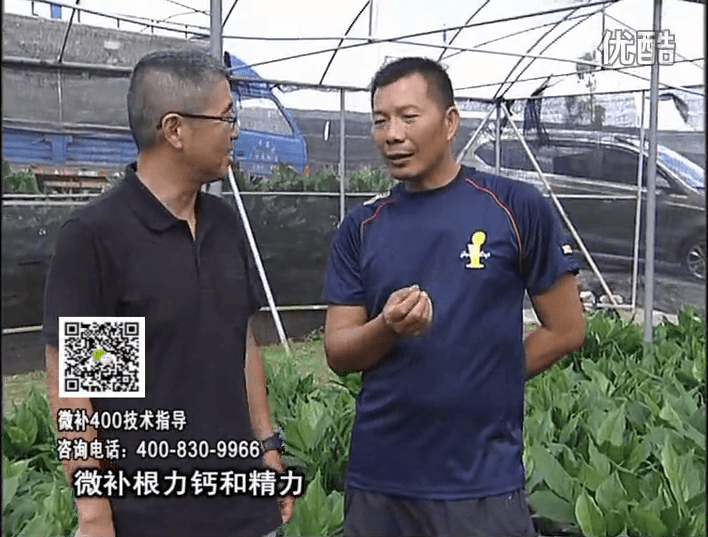 珠江臺搖錢樹：盆栽綠植澆施微補根力鈣+精力，促根多長勢青綠