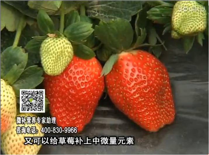 20170123珠江臺搖錢樹：草莓用微補方案，促根苗壯、開花坐果好