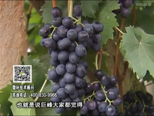 20170501珠江臺搖錢樹：葡萄用微補方案，品質高，賣價好
