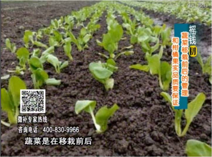 20170814珠江臺搖錢樹：蔬菜澆施微補，調酸促根，健壯長勢