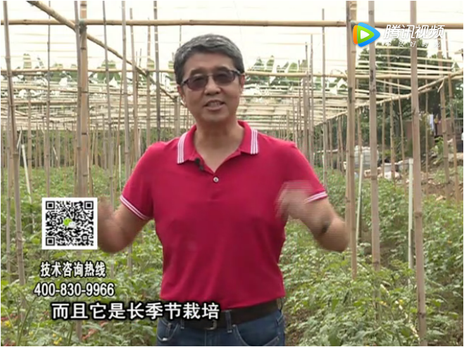 20171120珠江臺搖錢樹：番茄如何增產增收？