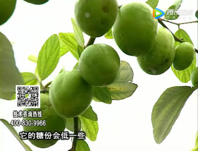 20171204珠江臺搖錢樹：青棗膨果增甜如何做？