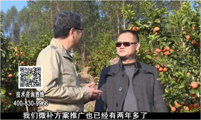 20180122珠江臺搖錢樹：廣西柑橘如何管？產量賣相好?